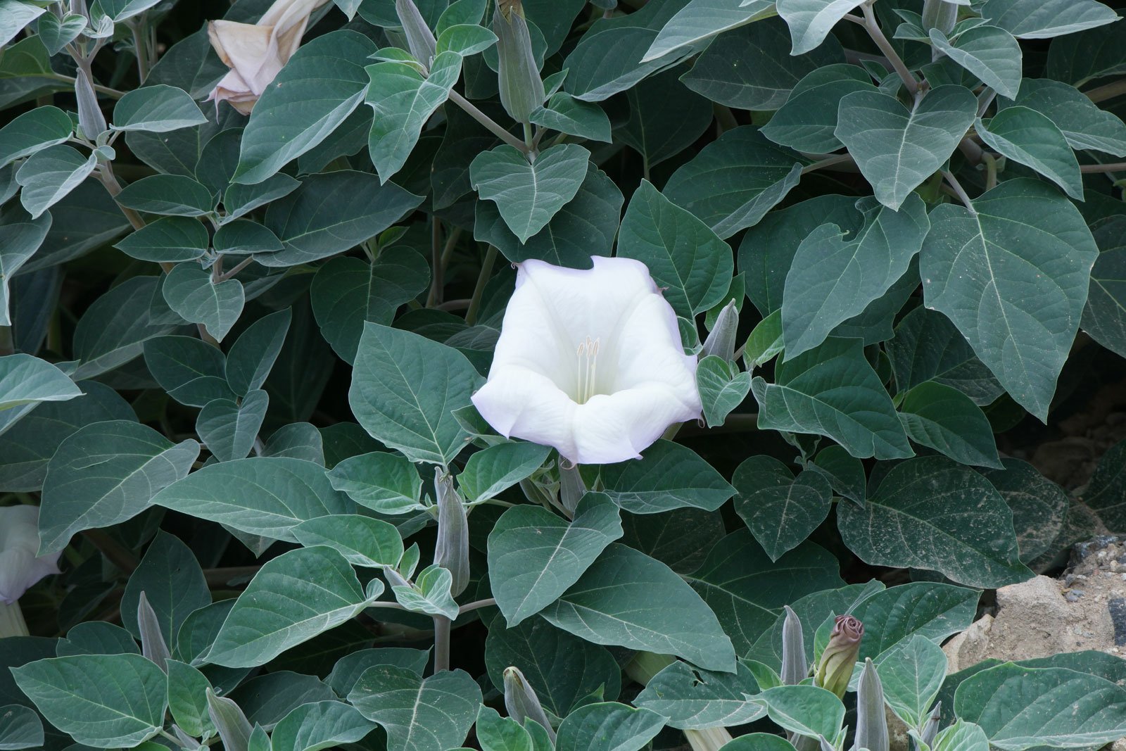 Datura-innoxia.jpg