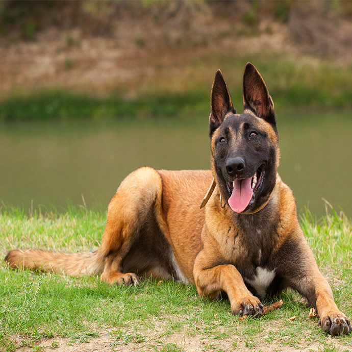 malinois-w690-h690.jpg