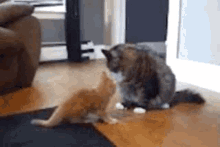 migi-tizi.gif