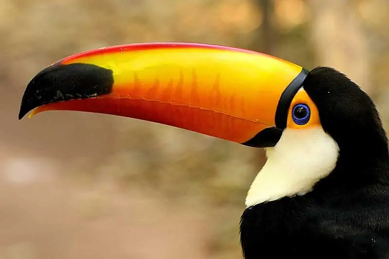 toucan.webp