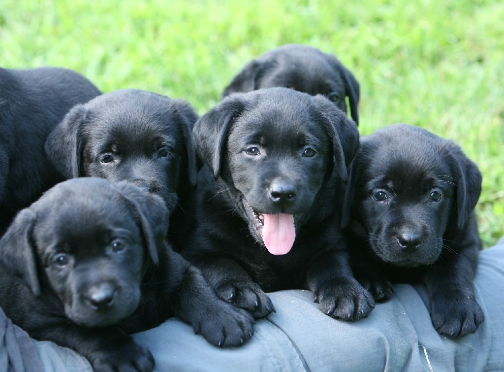 newblackpuppies257-1024x755.jpg