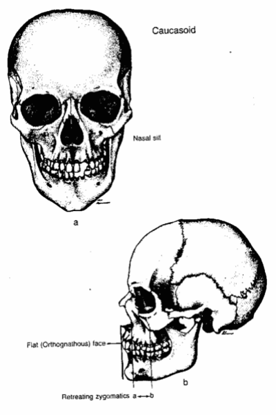 causkull.gif
