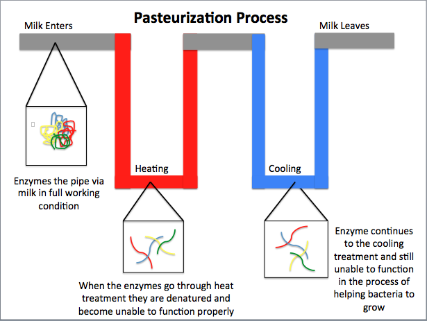 Pasteurization - Simple English Wikipedia, the free encyclopedia
