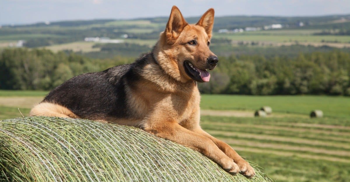 german-shepherd.jpg