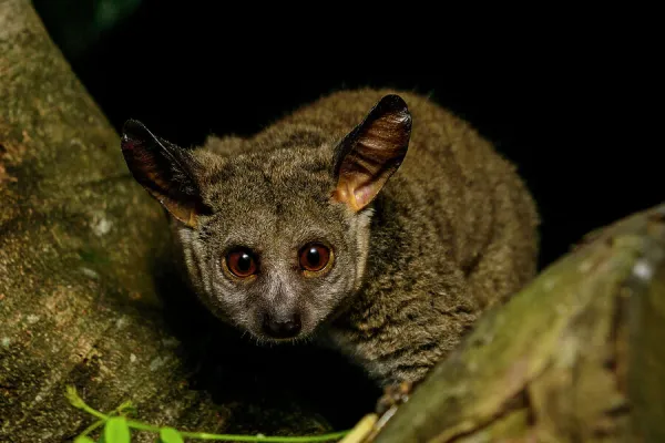 thick-tailed-greater-galago-39912977.jpg.webp