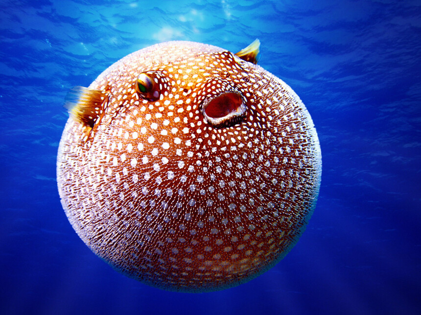 The challenge of eating puffer fish | Meer