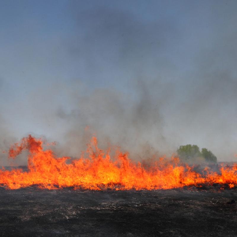 Fires in brushland or scrubland