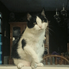 tumblr_o7ulk8E2zl1qeam0zo1_400.gif