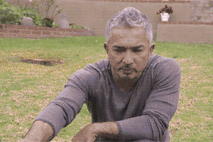 Cesar Milan: Fuck. This. Dog. - GIF on Imgur
