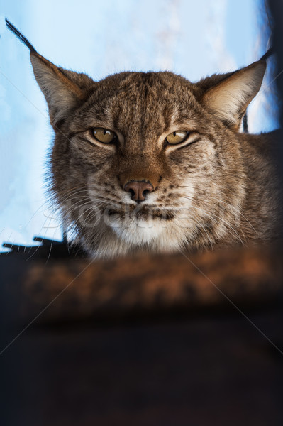 8053046_stock-photo-portrait-of-the-lynx.jpg