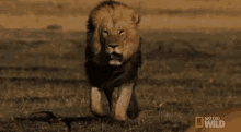 lion.gif