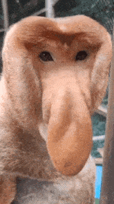 Proboscis Monkey Gif GIFs | Tenor