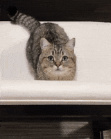 Cat Hello GIF