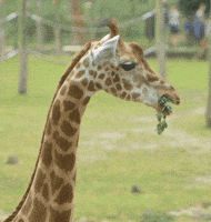 200.gif