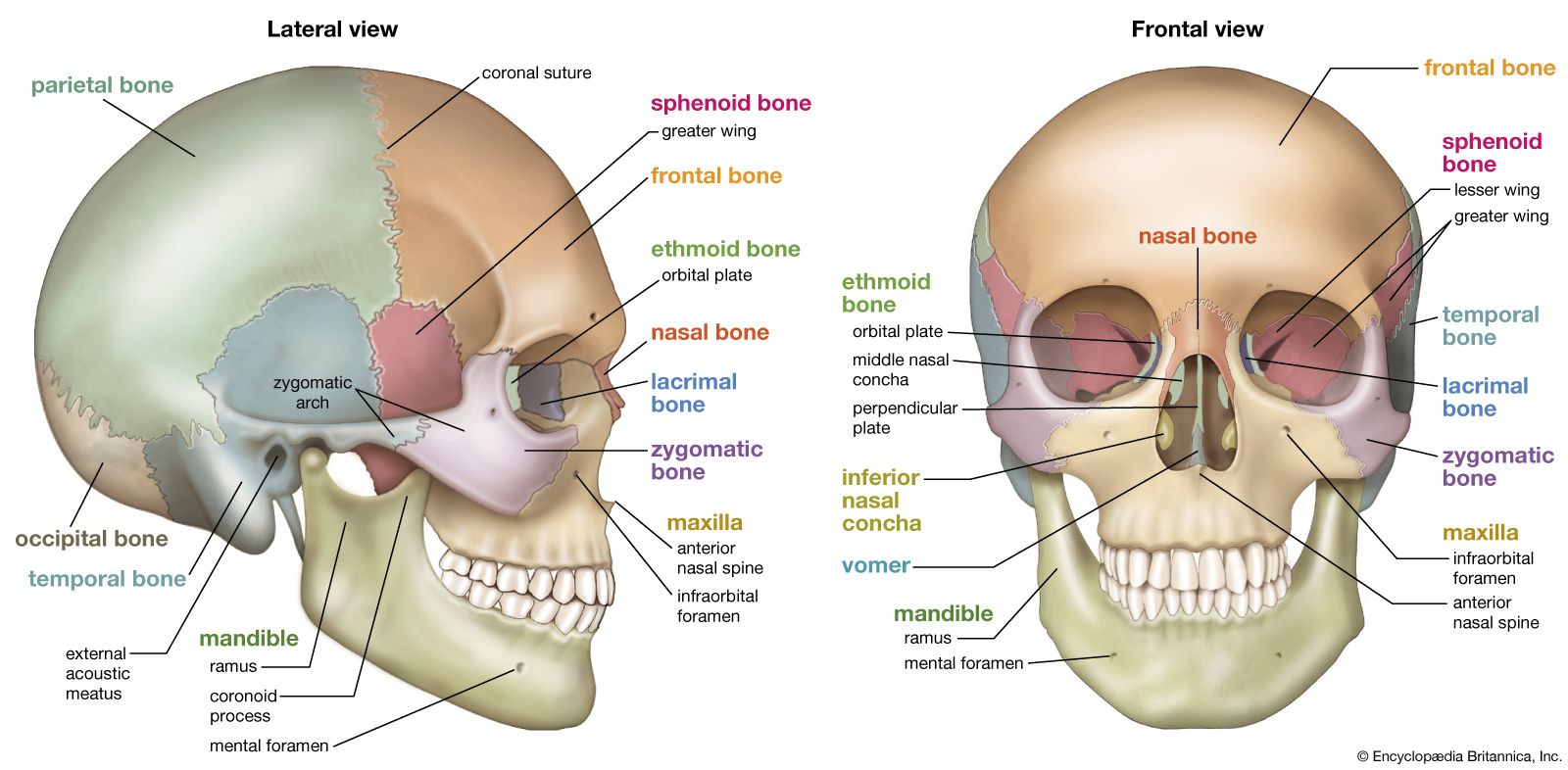 Lateral-views-human-skull.jpg