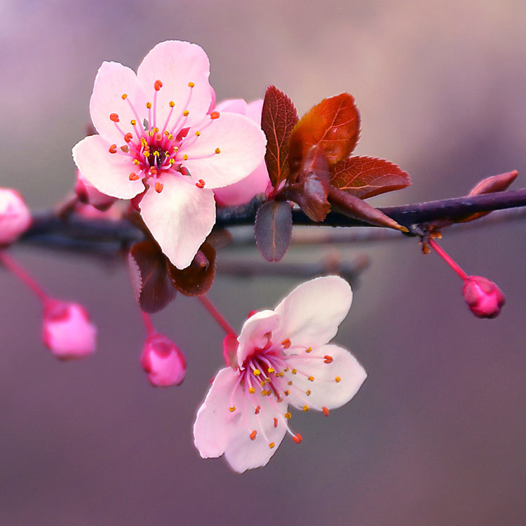 Japanese-Cherry-Blossom-Fragrance-Oil.jpg