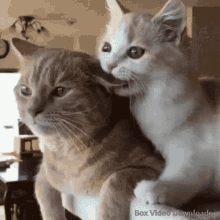Cat Cats GIF - Cat Cats Kitty GIFs