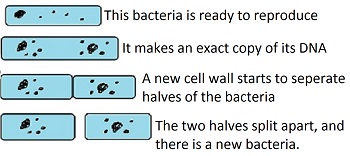 6efcceef-cc49-4e8d-9870-8c1ebb6a9d3f_binary_fission.jpg