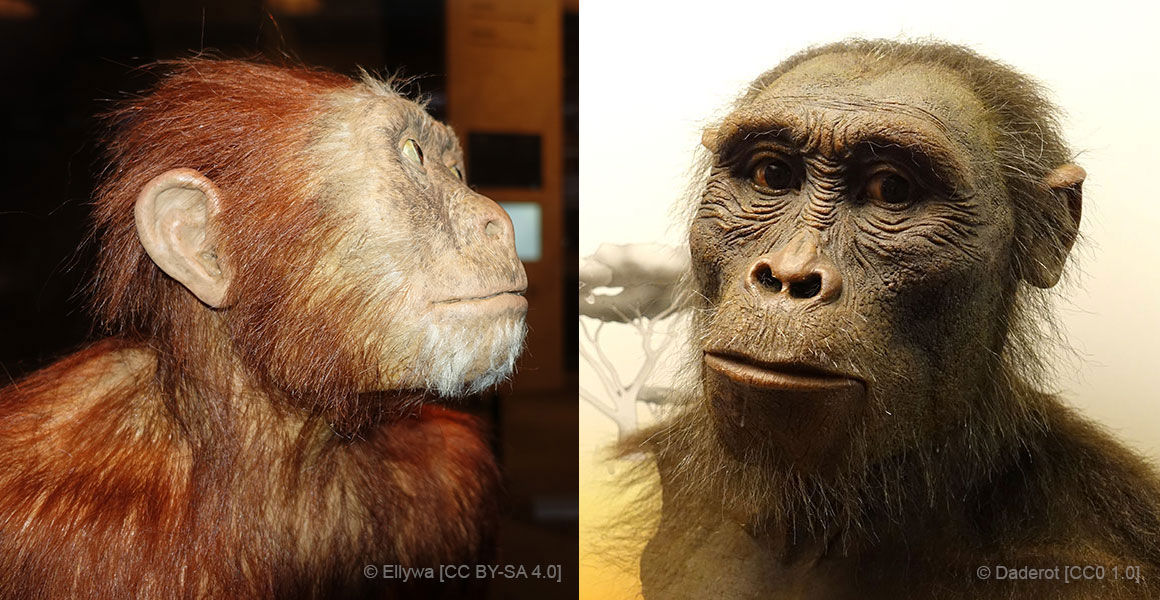 australopithecus-afarensis-reconstruction-social.jpg