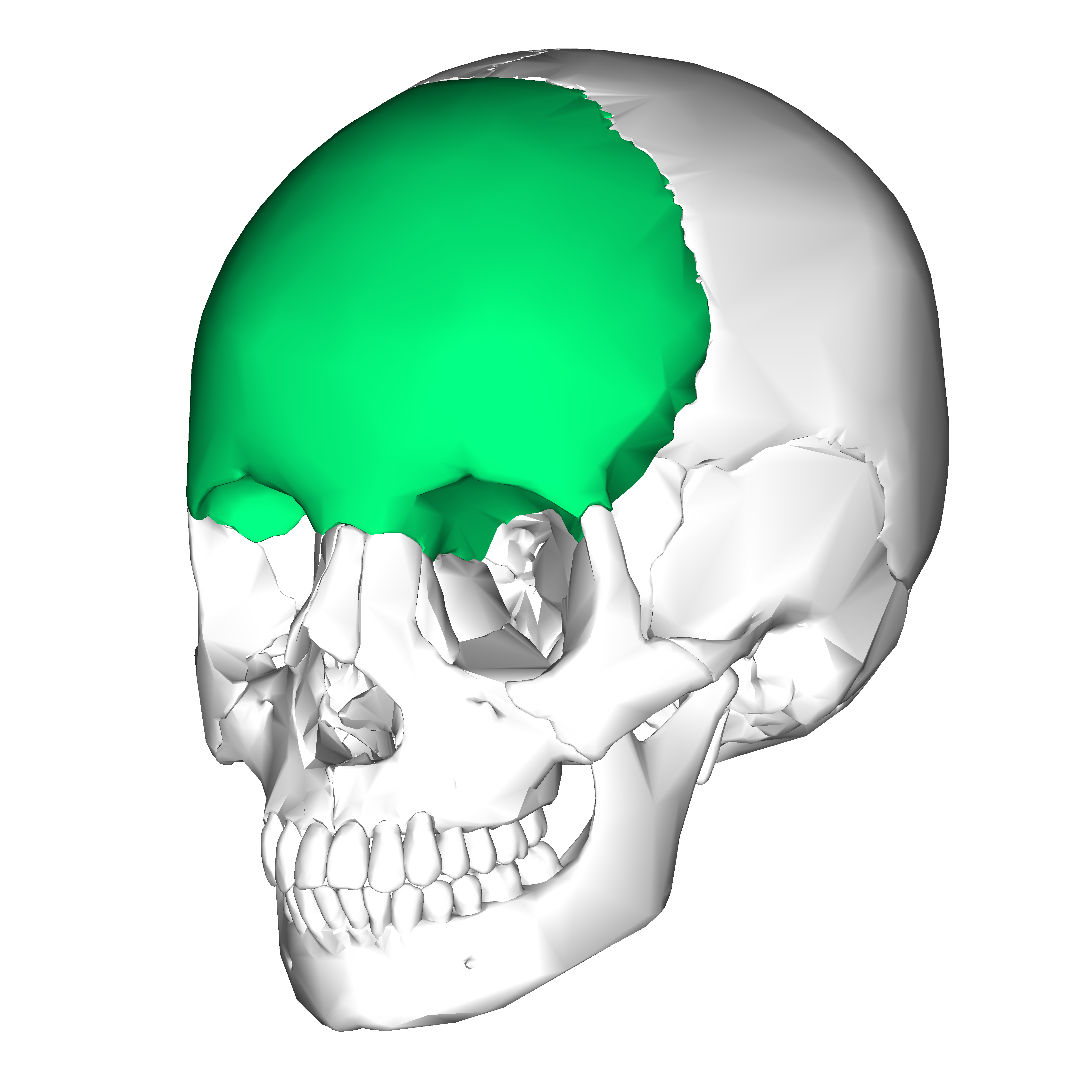 Frontal_bone_lateral3.png