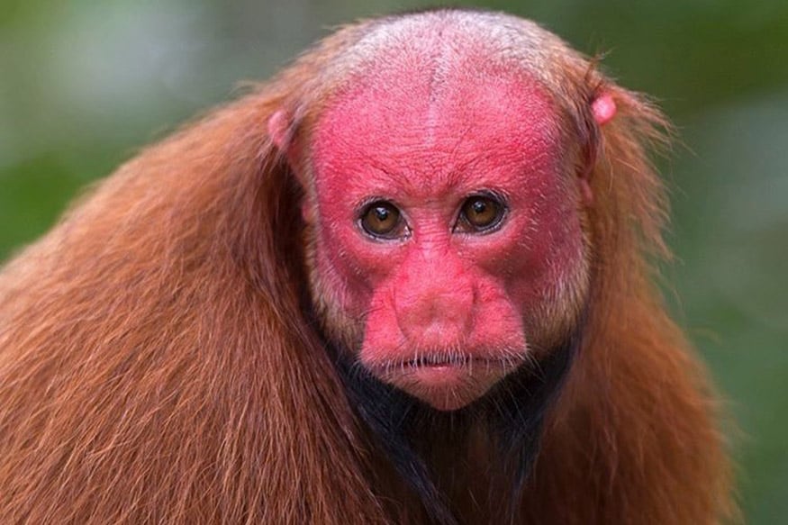 Bald-Uakari-Insta1.jpg