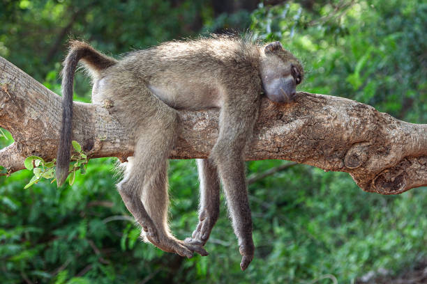 2,700+ Sleeping Monkey Stock Photos, Pictures & Royalty-Free Images -  iStock | Sleeping lion, Sleeping panda, Sleeping animal