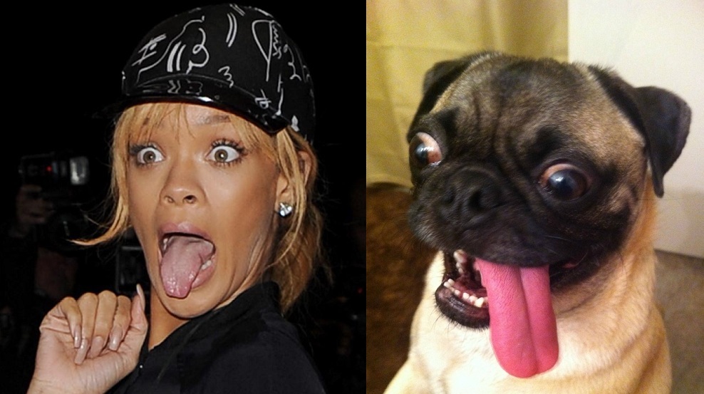 rihanna-and-pug.jpg