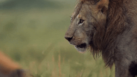 Big Cat No GIF by BBC Earth - Find & Share on GIPHY