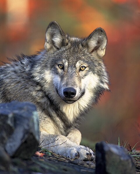 480px-Front_view_of_a_resting_Canis_lupus_ssp.jpg