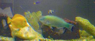 fishcam_banner.jpg