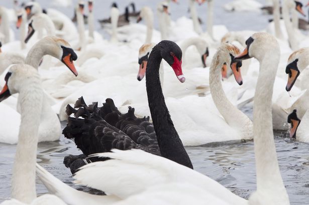 Black swan beauties - the readers respond - Barrelperday