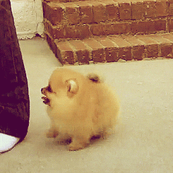 giphy.gif