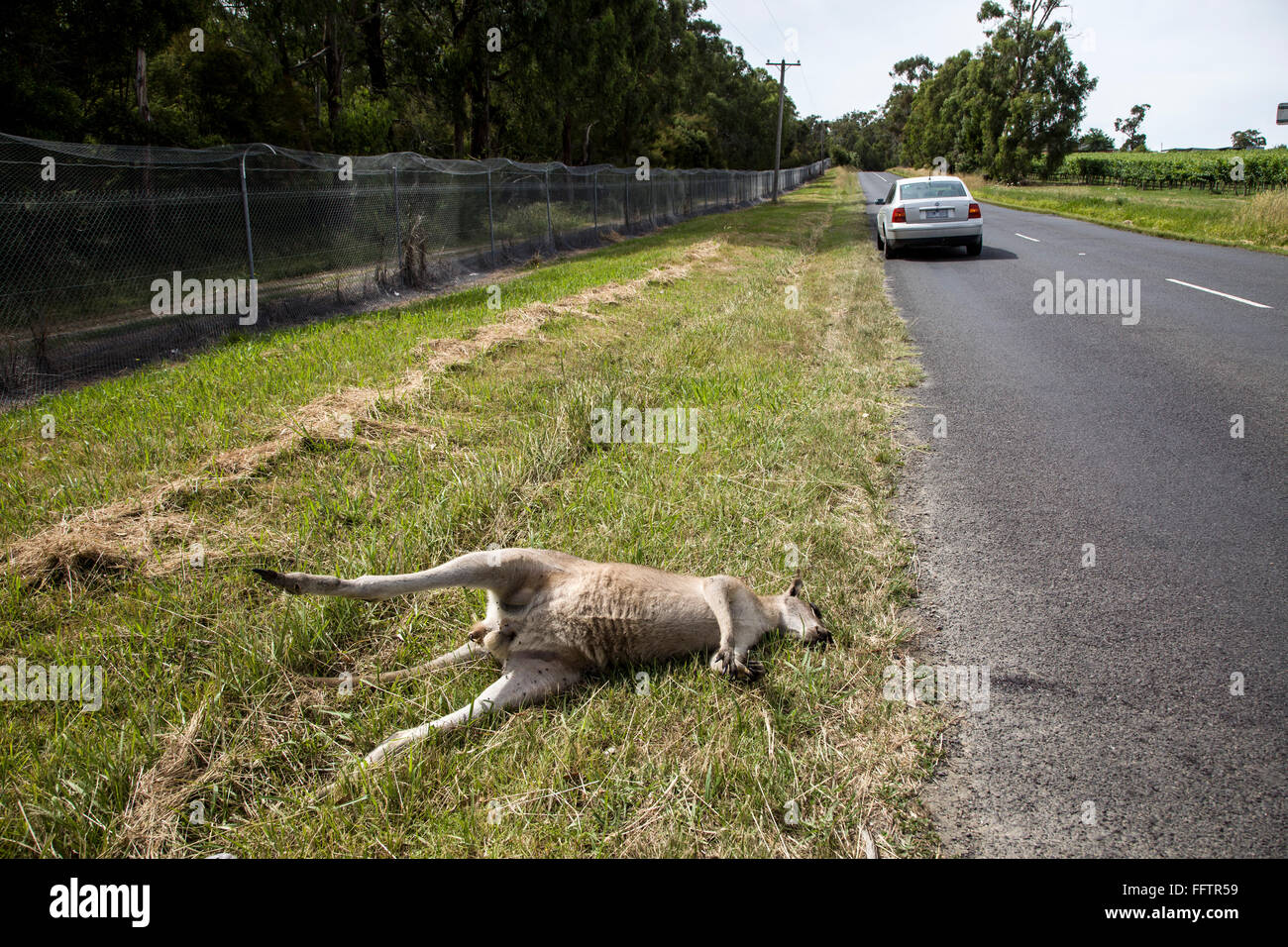 dead-kangaroo-by-the-road-FFTR59.jpg