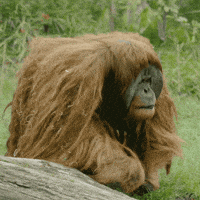 Bad Hair Day Lol GIF by San Diego Zoo