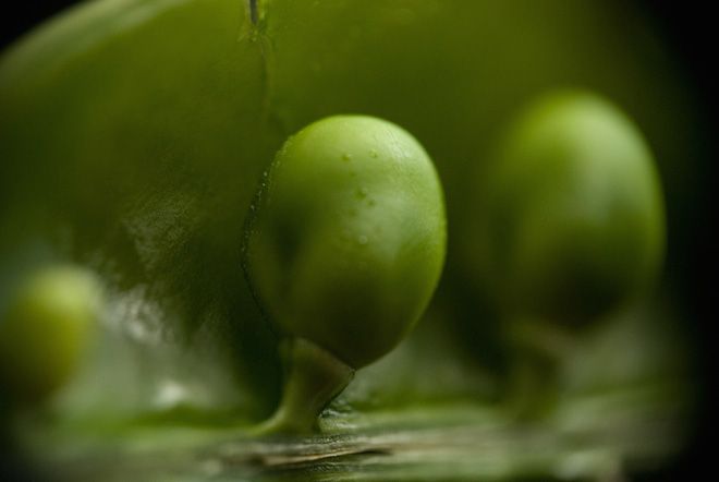 pea