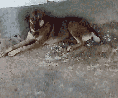 XC86C8V.gif