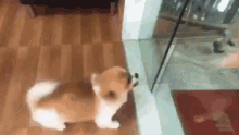 dogs-funny.gif