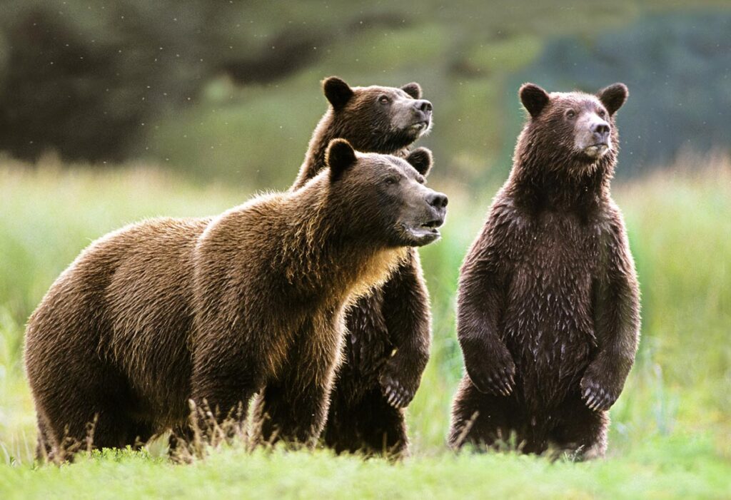 Brown / Grizzly Bear Facts - North American Bear Center