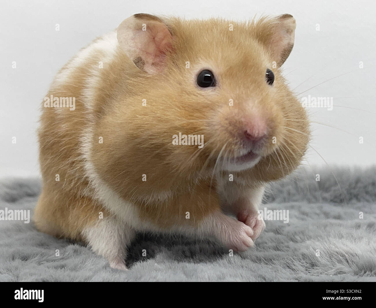 hamster-mit-vollen-wangen-s3cxn2.jpg