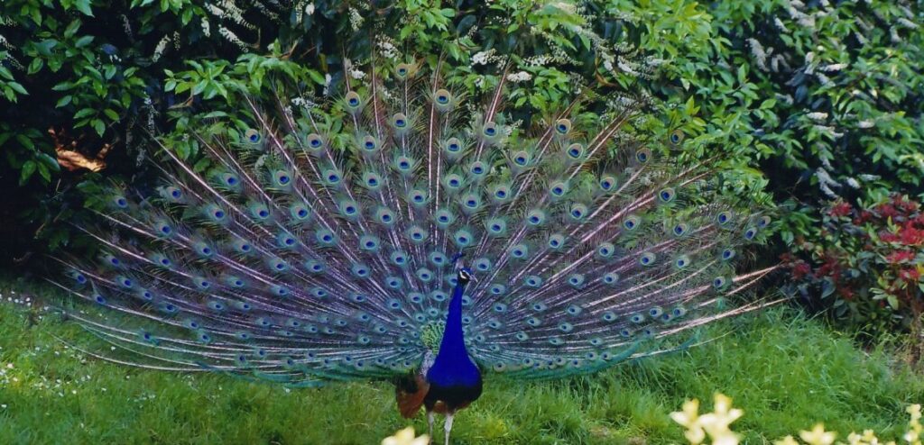 indian_peafowl_c_dinesh_kannambadi_2-1024x494.jpg