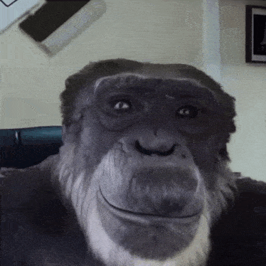 a close up of a gorilla 's face with a beard