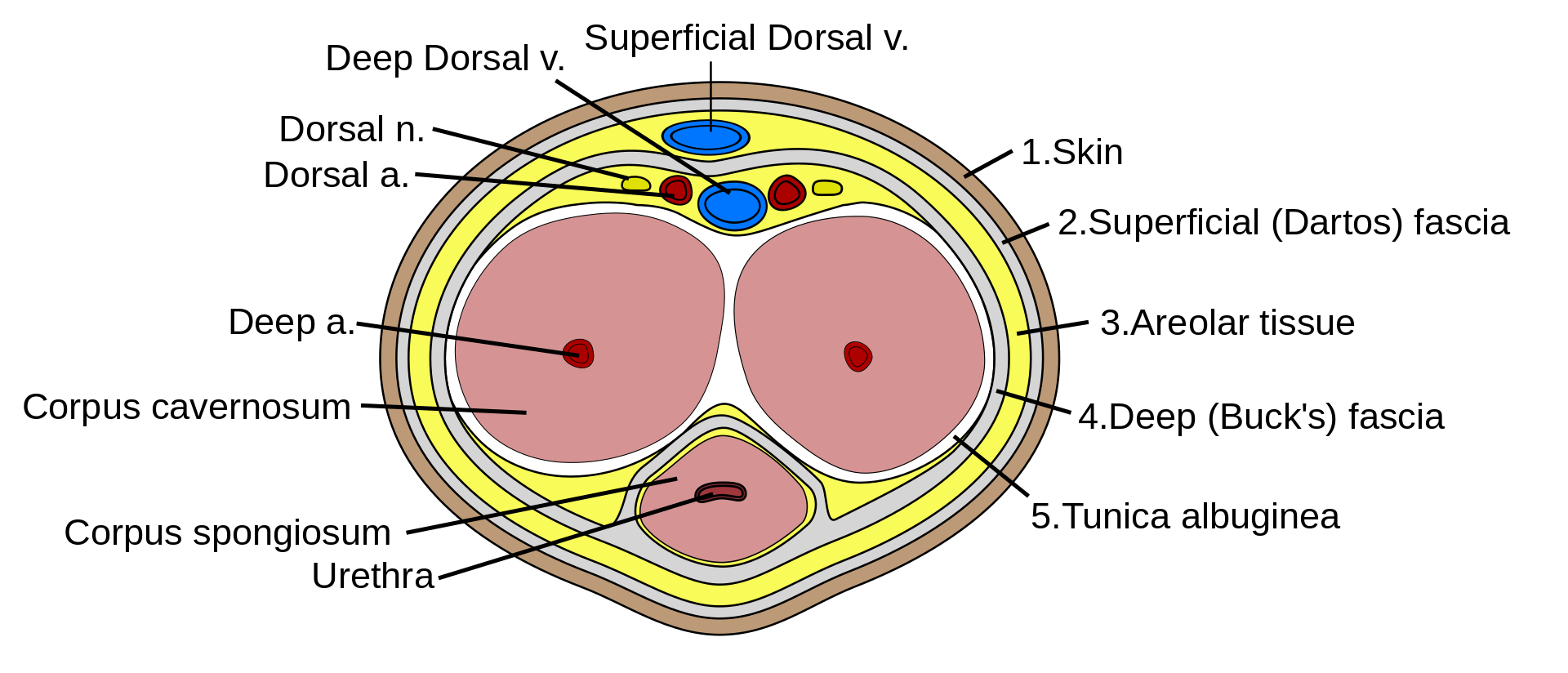 1920px-Penis_cross_section.svg.png