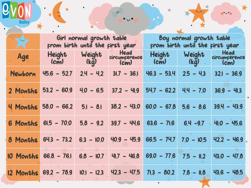Average Baby Weight and Height in the First Year | Evon Baby