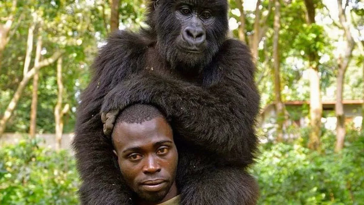 0_Anti-poaching-officers-AMAZING-selfie-with-gorillas.jpg