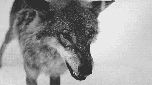 tumblr_mgrh2fXVSJ1r11lhoo1_500.gif