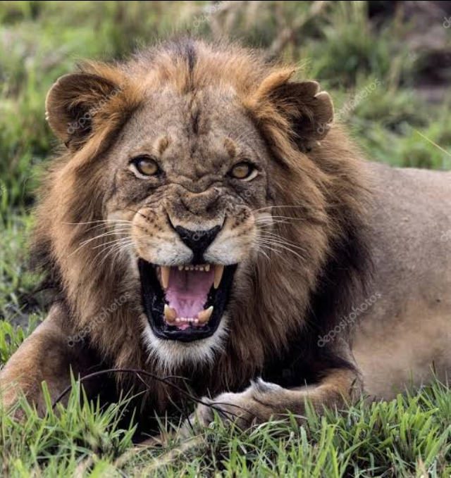 What sounds do lions make when they're angry? - Quora