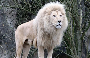 white-lion-260nw-527975080.jpg