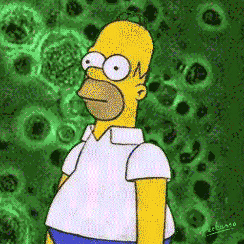 giphy.gif