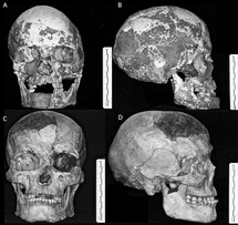 Image result for upper paleolithic skull