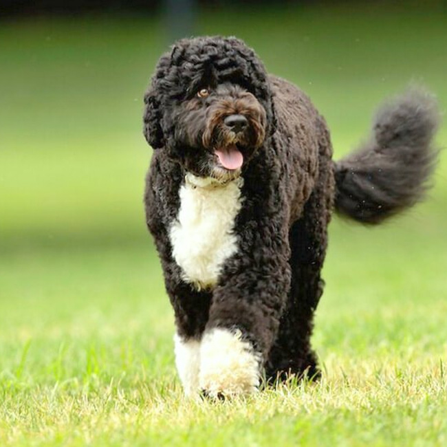 portuguese-water-dog-puppies-637648970024628472.jpg